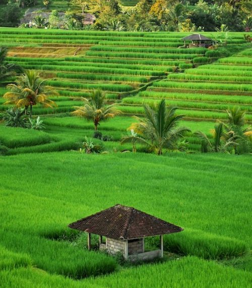 rice field vertical